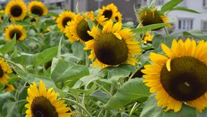 Preview wallpaper sunflowers, green, hats, buildings