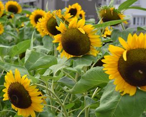 Preview wallpaper sunflowers, green, hats, buildings