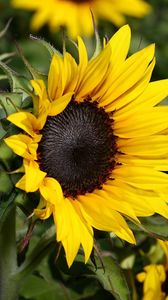 Preview wallpaper sunflowers, herbs, close-up, blurred