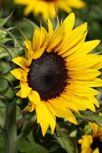 Preview wallpaper sunflowers, herbs, close-up, blurred