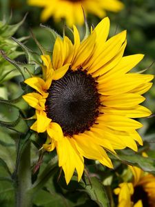 Preview wallpaper sunflowers, herbs, close-up, blurred