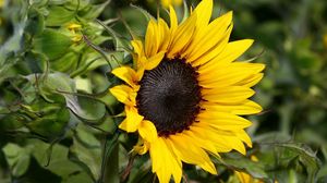 Preview wallpaper sunflowers, herbs, close-up, blurred