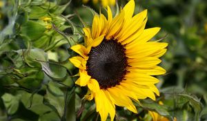 Preview wallpaper sunflowers, herbs, close-up, blurred