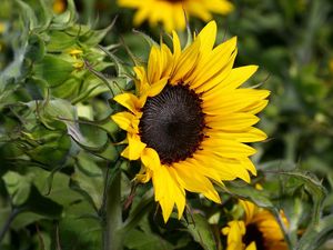 Preview wallpaper sunflowers, herbs, close-up, blurred