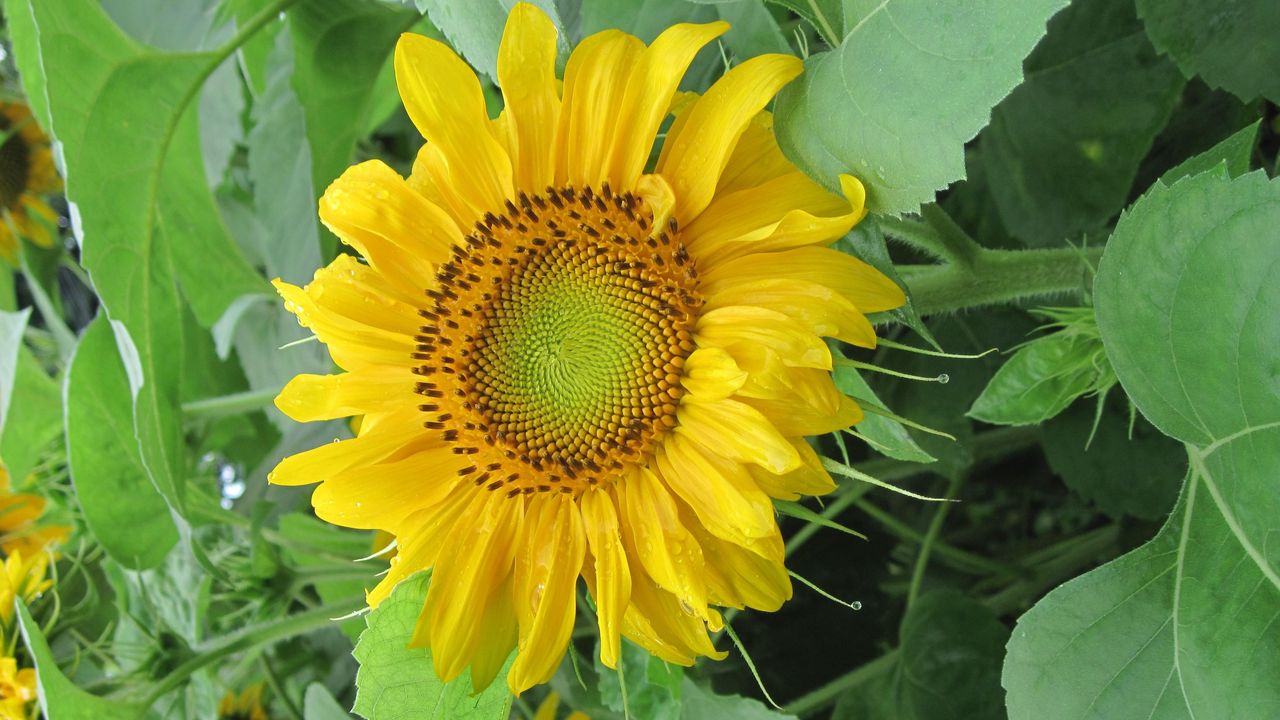 Wallpaper sunflowers, herbs, summer, mood