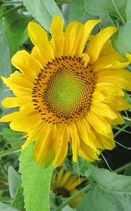 Preview wallpaper sunflowers, herbs, summer, mood