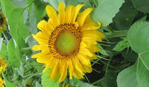 Preview wallpaper sunflowers, herbs, summer, mood