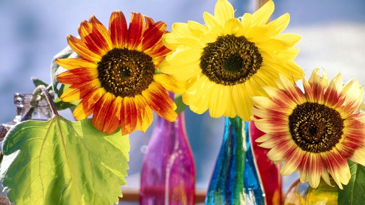 Wallpaper sunflowers, leaf, bright, bottles, light