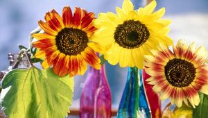 Preview wallpaper sunflowers, leaf, bright, bottles, light