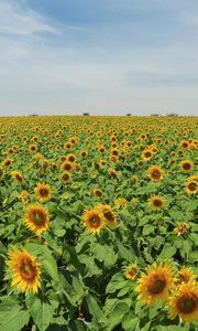 Preview wallpaper sunflowers, many, summer, field, sky, trees