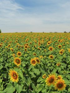 Preview wallpaper sunflowers, many, summer, field, sky, trees