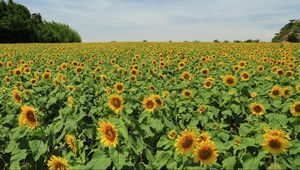 Preview wallpaper sunflowers, many, summer, field, sky, trees