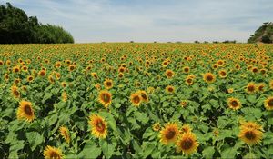 Preview wallpaper sunflowers, many, summer, field, sky, trees