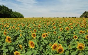 Preview wallpaper sunflowers, many, summer, field, sky, trees