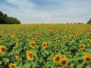 Preview wallpaper sunflowers, many, summer, field, sky, trees