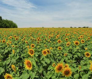 Preview wallpaper sunflowers, many, summer, field, sky, trees