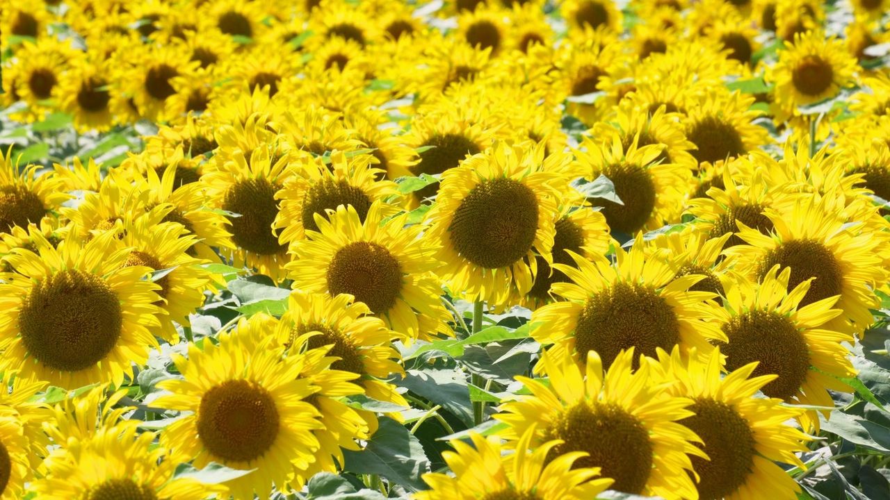 Wallpaper sunflowers, many, sunny, summer, mood