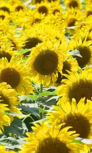 Preview wallpaper sunflowers, many, sunny, summer, mood