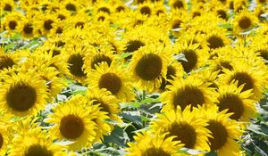 Preview wallpaper sunflowers, many, sunny, summer, mood