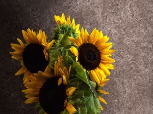 Preview wallpaper sunflowers, petals, bouquet, leaves