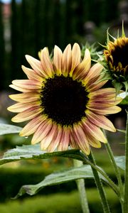 Preview wallpaper sunflowers, petals, flowers, leaves