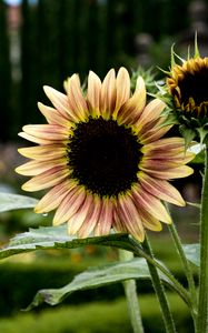 Preview wallpaper sunflowers, petals, flowers, leaves