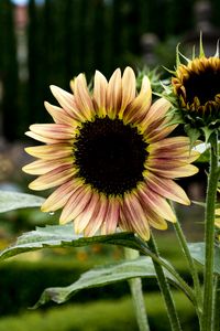 Preview wallpaper sunflowers, petals, flowers, leaves