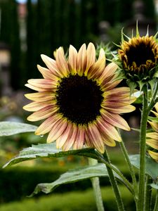 Preview wallpaper sunflowers, petals, flowers, leaves