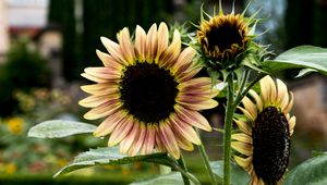 Preview wallpaper sunflowers, petals, flowers, leaves