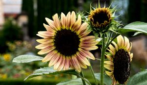 Preview wallpaper sunflowers, petals, flowers, leaves