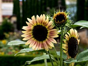 Preview wallpaper sunflowers, petals, flowers, leaves