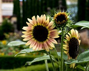 Preview wallpaper sunflowers, petals, flowers, leaves