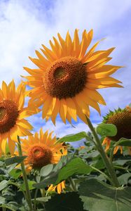 Preview wallpaper sunflowers, petals, leaves, flowers