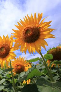 Preview wallpaper sunflowers, petals, leaves, flowers