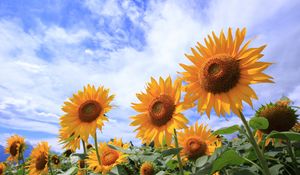 Preview wallpaper sunflowers, petals, leaves, flowers