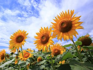 Preview wallpaper sunflowers, petals, leaves, flowers