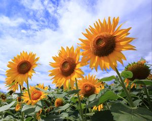 Preview wallpaper sunflowers, petals, leaves, flowers