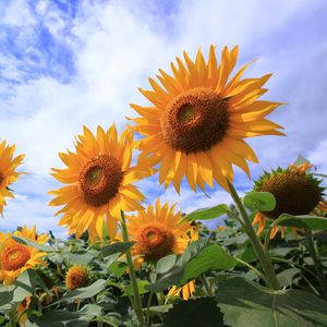 Preview wallpaper sunflowers, petals, leaves, flowers