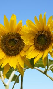 Preview wallpaper sunflowers, petals, leaves, flowers, sky