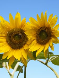 Preview wallpaper sunflowers, petals, leaves, flowers, sky