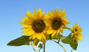 Preview wallpaper sunflowers, petals, leaves, flowers, sky