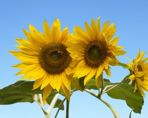 Preview wallpaper sunflowers, petals, leaves, flowers, sky