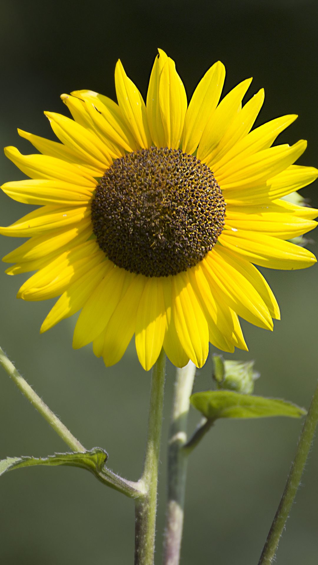 1080x1920 Wallpaper sunflowers, petals, summer, flowers, yellow