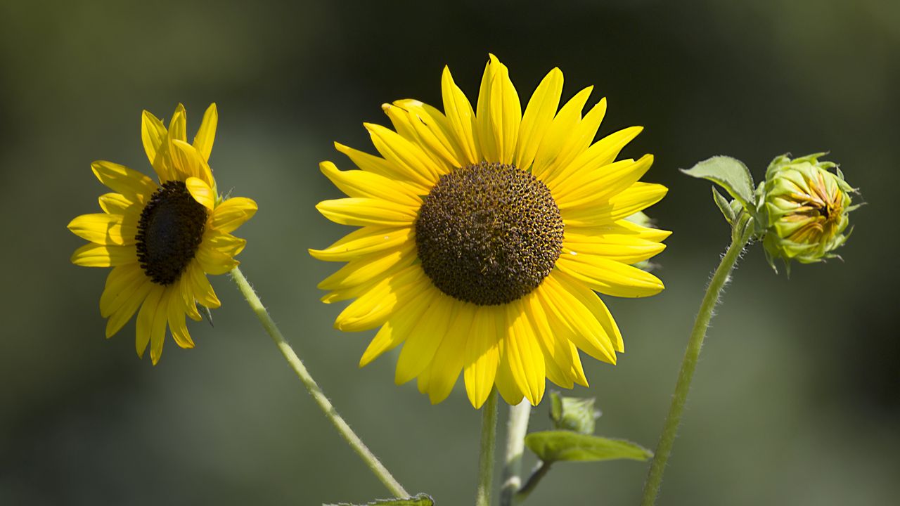 Wallpaper sunflowers, petals, summer, flowers, yellow