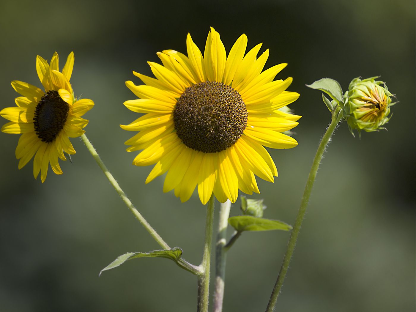 1400x1050 Wallpaper sunflowers, petals, summer, flowers, yellow
