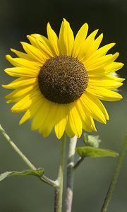 Preview wallpaper sunflowers, petals, summer, flowers, yellow