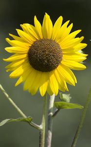Preview wallpaper sunflowers, petals, summer, flowers, yellow