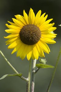 Preview wallpaper sunflowers, petals, summer, flowers, yellow