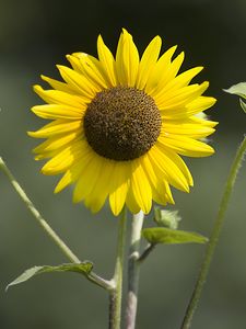 Preview wallpaper sunflowers, petals, summer, flowers, yellow