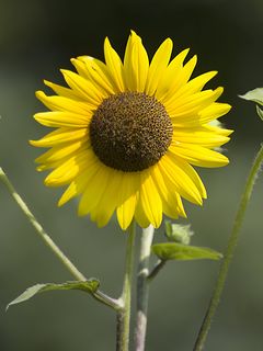 240x320 Wallpaper sunflowers, petals, summer, flowers, yellow